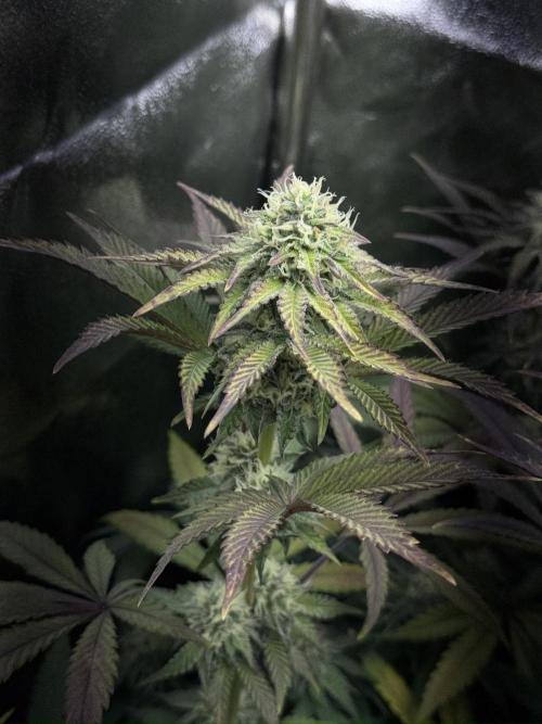 Vier Keulen für ein Halleluja. Week 11 - Pink Chai