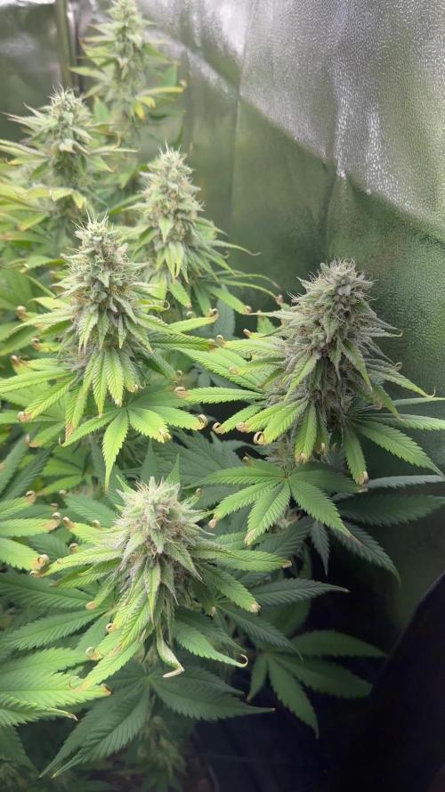 Vier Keulen für ein Halleluja