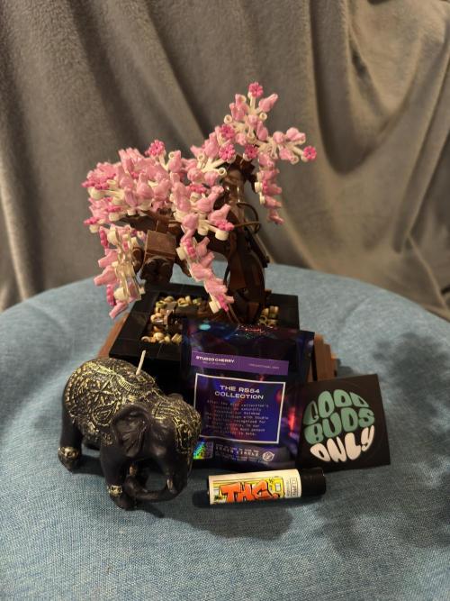 Studio Cherry. Week 0