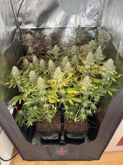 4 Keulen für ein Halleluja. Week 12