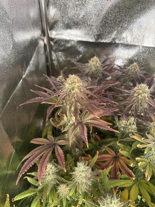 4 Keulen für ein Halleluja. Week 12 - Pink Chai