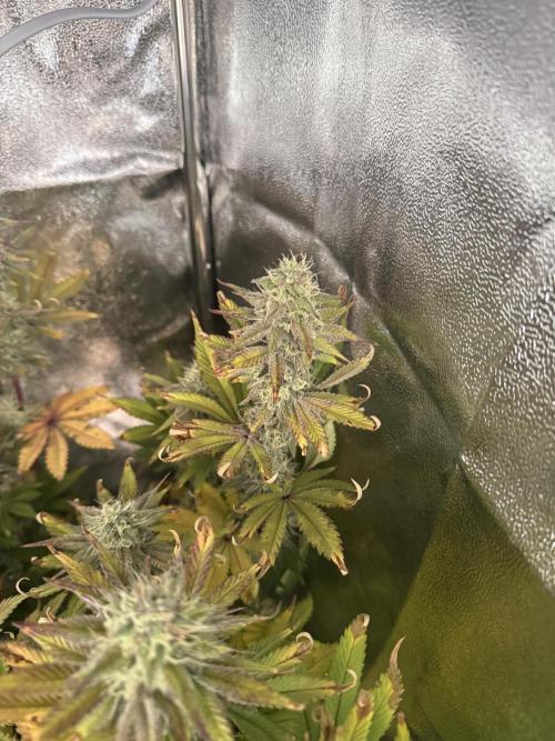 4 Keulen für ein Halleluja. Week 12 - Lemon Cherry Gelato