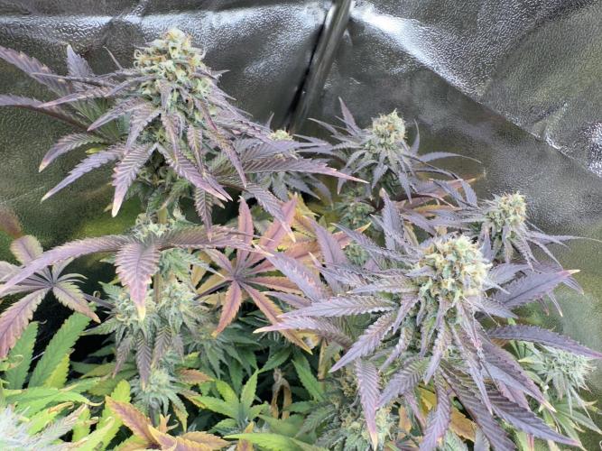 4 Keulen für ein Halleluja. Week 12 - Pink Chai