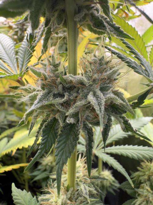 4 Keulen für ein Halleluja. Week 12 - Papaya Frosting