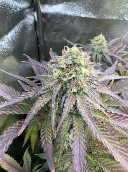 4 Keulen für ein Halleluja. Week 12 - Pink Chai