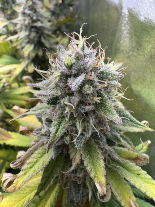 4 Keulen für ein Halleluja. Week 12 - Papaya Frosting