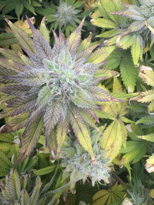 4 Keulen für ein Halleluja. Week 12 - Lemon Cherry Gelato