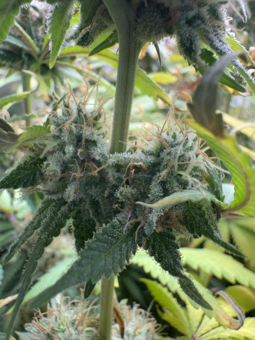 4 Keulen für ein Halleluja. Week 12 - Blue Cheese