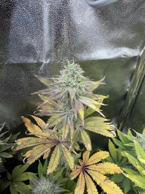 4 Keulen für ein Halleluja. Week 12 - Lemon Cherry Gelato