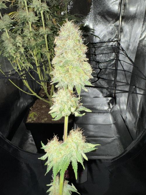 4 Keulen für ein Halleluja. Week 13