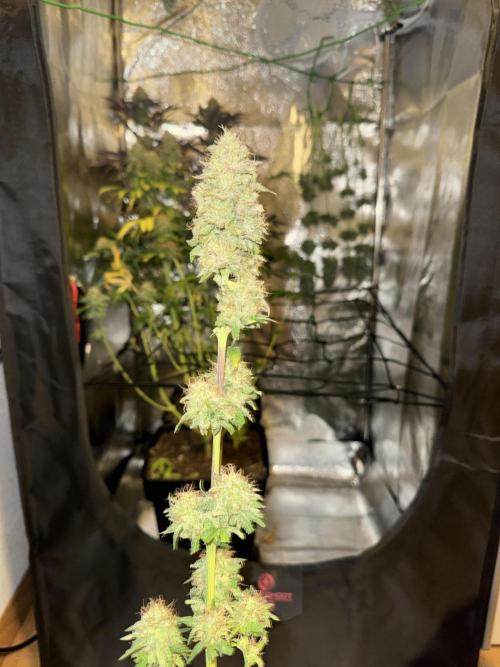 4 Keulen für ein Halleluja. Week 13