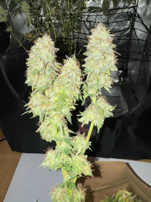 4 Keulen für ein Halleluja. Week 13