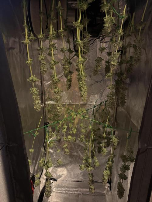 4 Keulen für ein Halleluja. Week 13