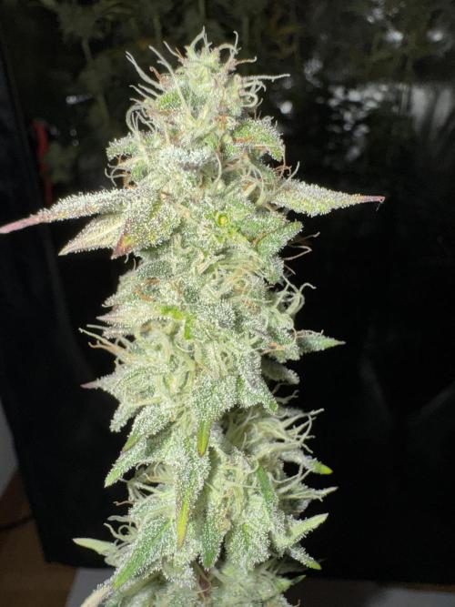 4 Keulen für ein Halleluja. Week 13