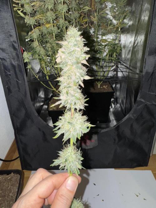 4 Keulen für ein Halleluja. Week 13