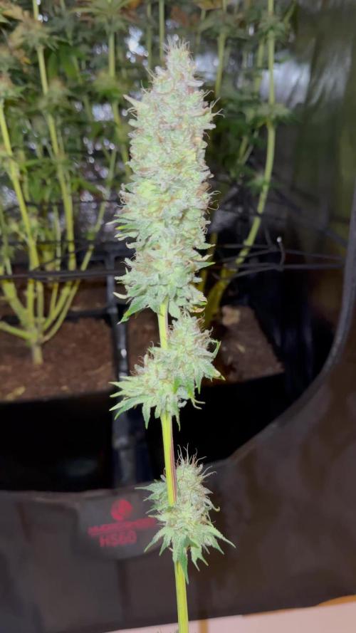 4 Keulen für ein Halleluja