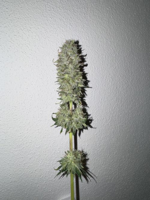 4 Keulen für ein Halleluja. Week 13