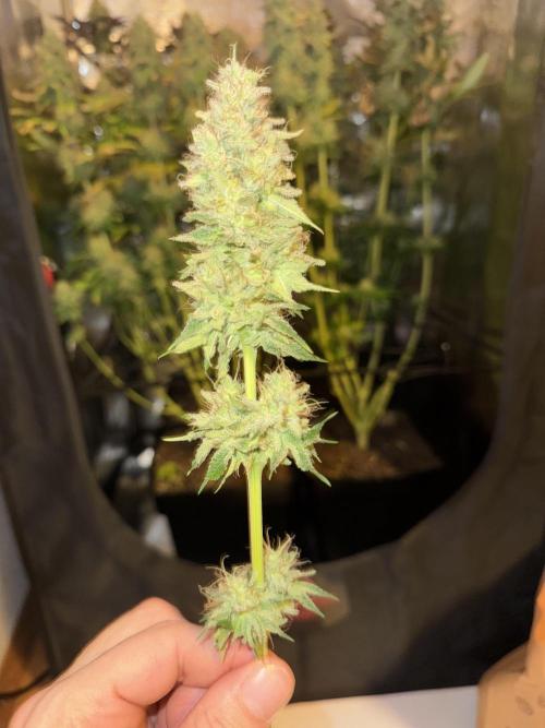 4 Keulen für ein Halleluja. Week 13