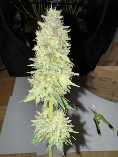 4 Keulen für ein Halleluja. Week 13