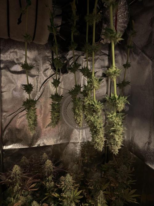 4 Keulen für ein Halleluja. Week 13