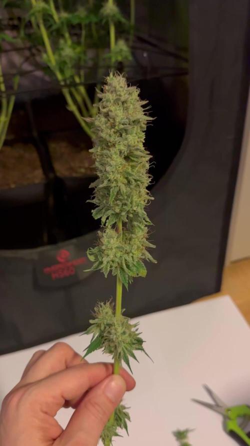 4 Keulen für ein Halleluja