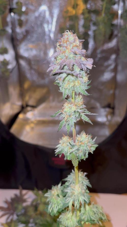 4 Keulen für ein Halleluja