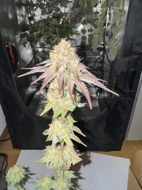 4 Keulen für ein Halleluja. Week 13