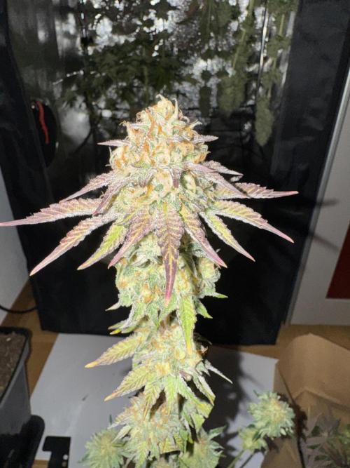 4 Keulen für ein Halleluja. Week 13