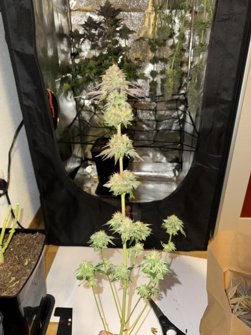 4 Keulen für ein Halleluja. Week 13