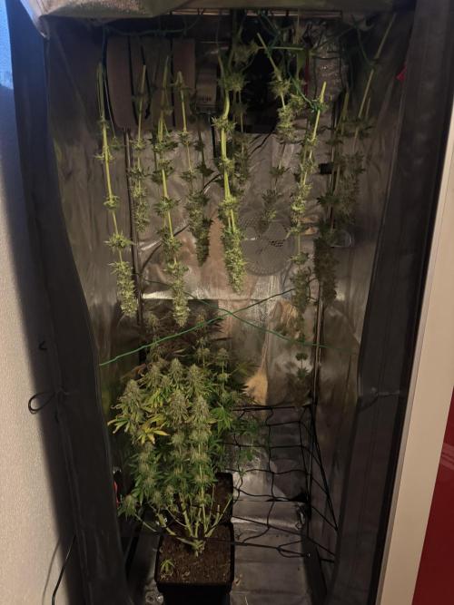 4 Keulen für ein Halleluja. Week 13