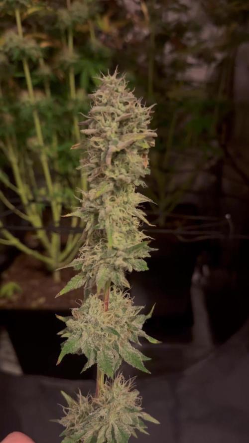 4 Keulen für ein Halleluja