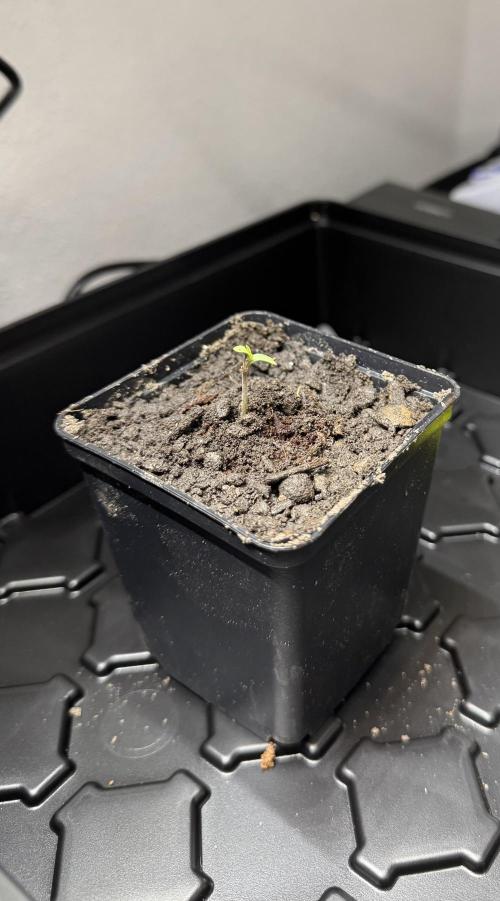 Drei Engel für Jonny. Week 1 - Lady Glue