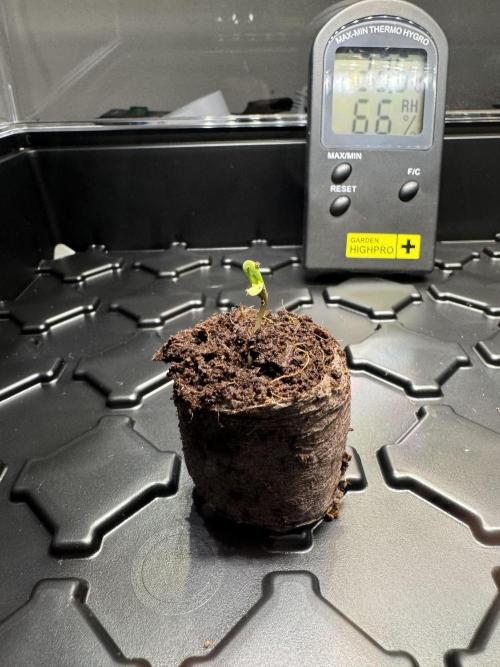 Drei Engel für Jonny. Week 1 - Lady Glue