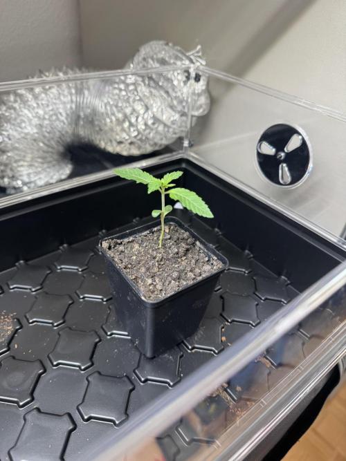 Drei Engel für Jonny. Week 2 - Lemon Fever