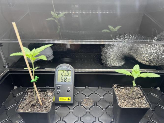 Drei Engel für Jonny. Week 2