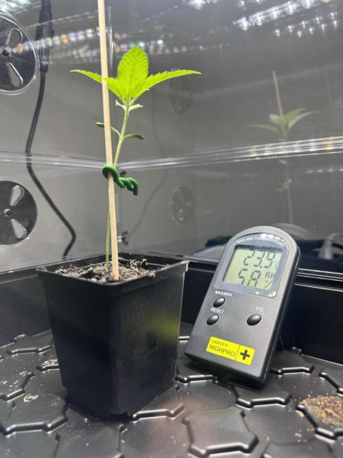 Drei Engel für Jonny. Week 2