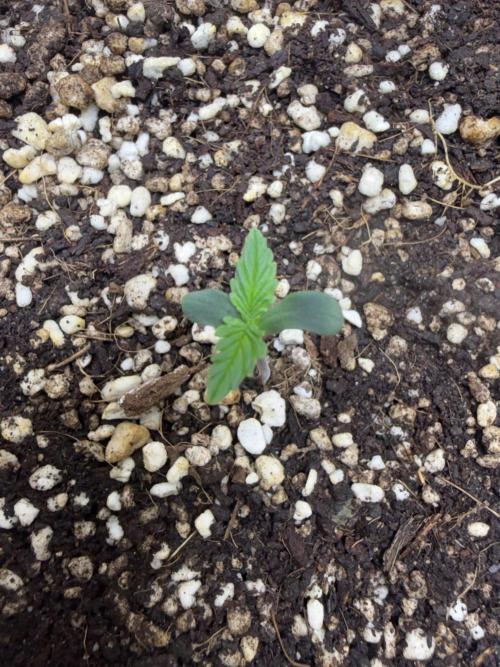 Abdoli GROW PL. Week 1