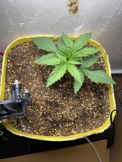 Abdoli GROW PL. Week 2