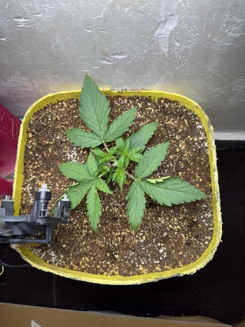 Abdoli GROW PL. Week 2