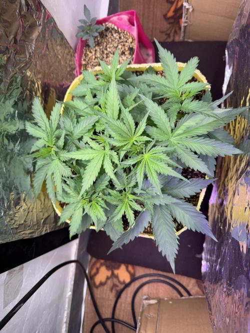 Abdoli GROW PL. Week 3