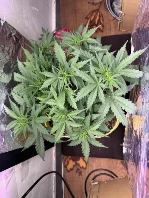 Abdoli GROW PL. Week 3