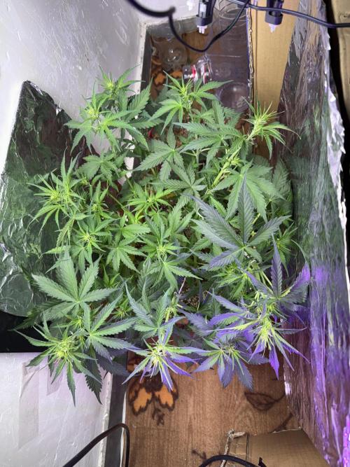 Abdoli GROW PL. Week 4