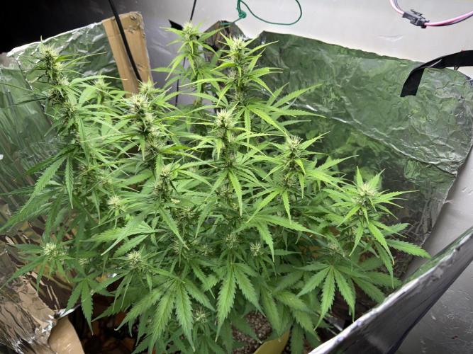 Abdoli GROW PL. Week 6