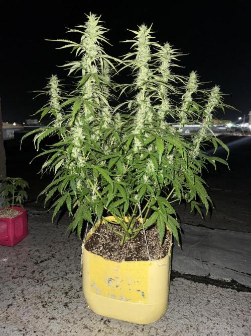 Abdoli GROW PL. Week 7