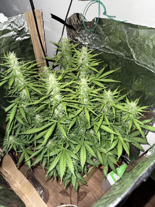 Abdoli GROW PL. Week 7