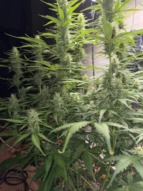 Abdoli GROW PL. Week 7