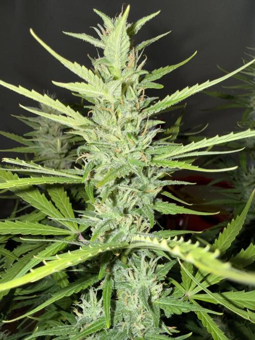 Abdoli GROW PL. Week 7