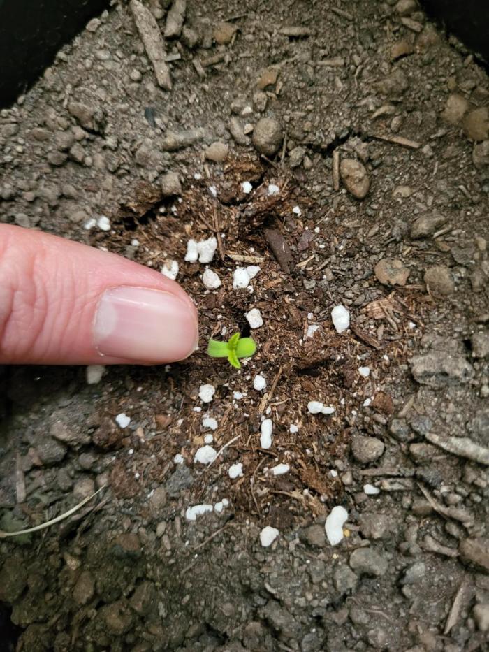 Ultra Early Love outdoor grow. Week 0