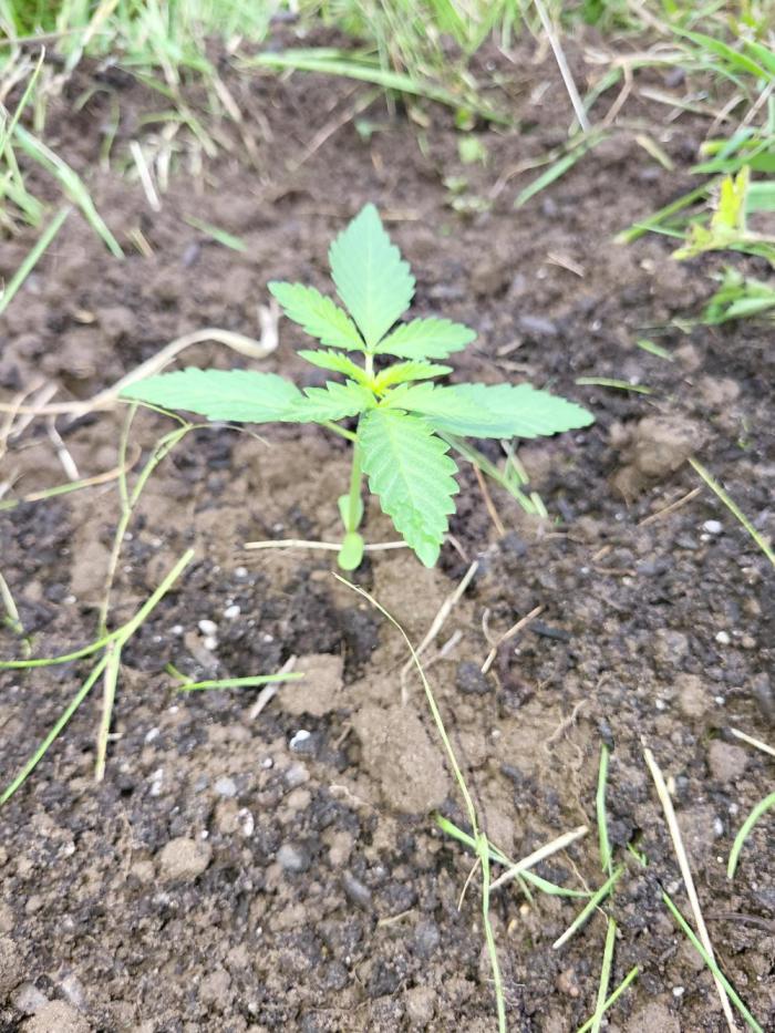 Ultra Early Love outdoor grow. Week 3