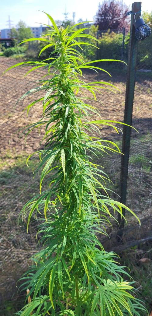 Ultra Early Love outdoor grow. Week 13